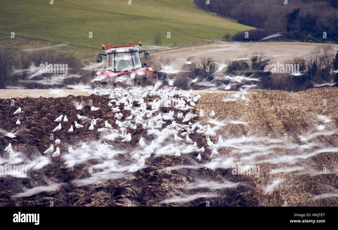 Un trattore agricolo arando un campo in autunno circondato da alimentare i gabbiani Foto Stock