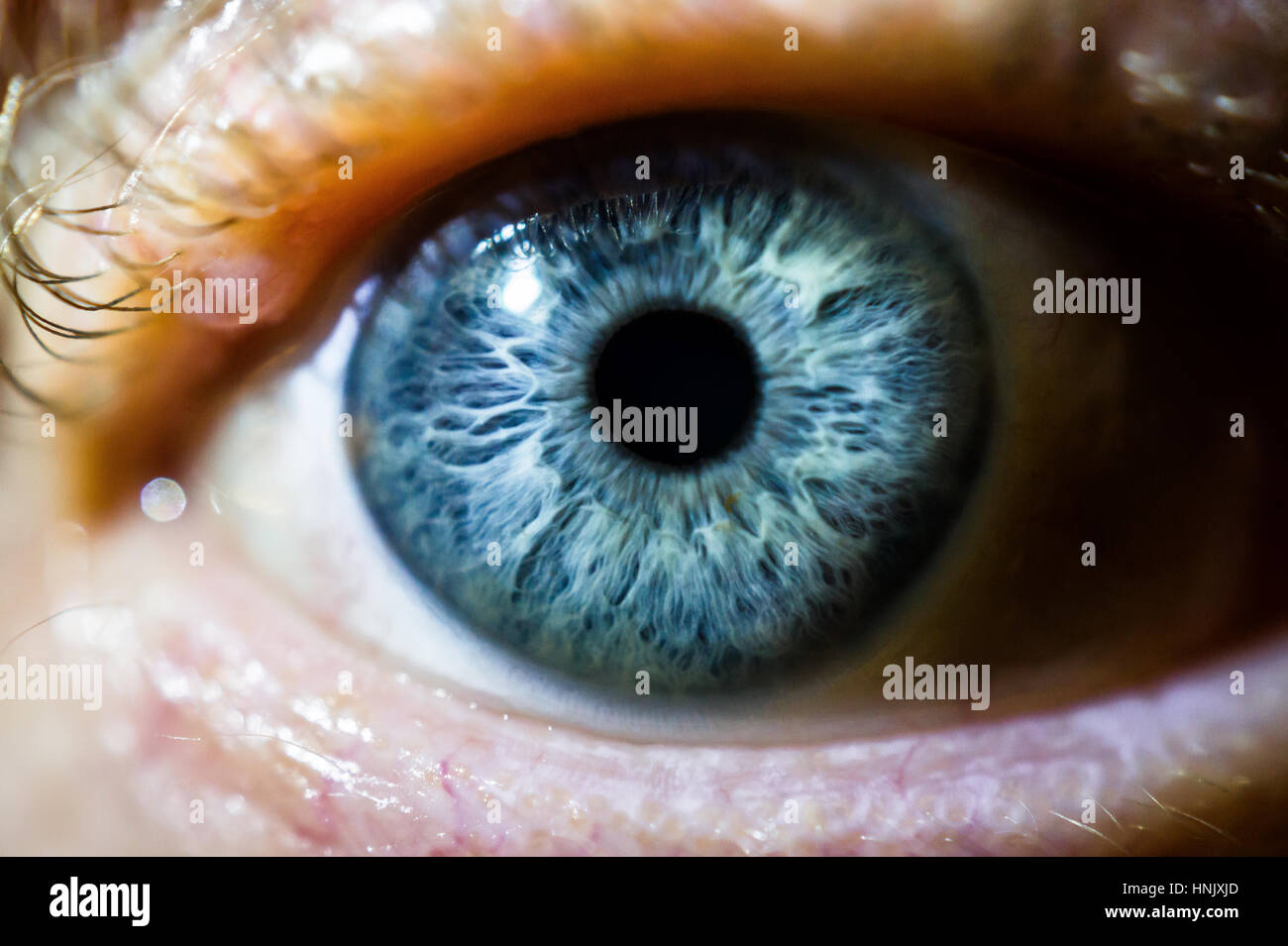 Primo piano di un occhio umano iride Foto Stock