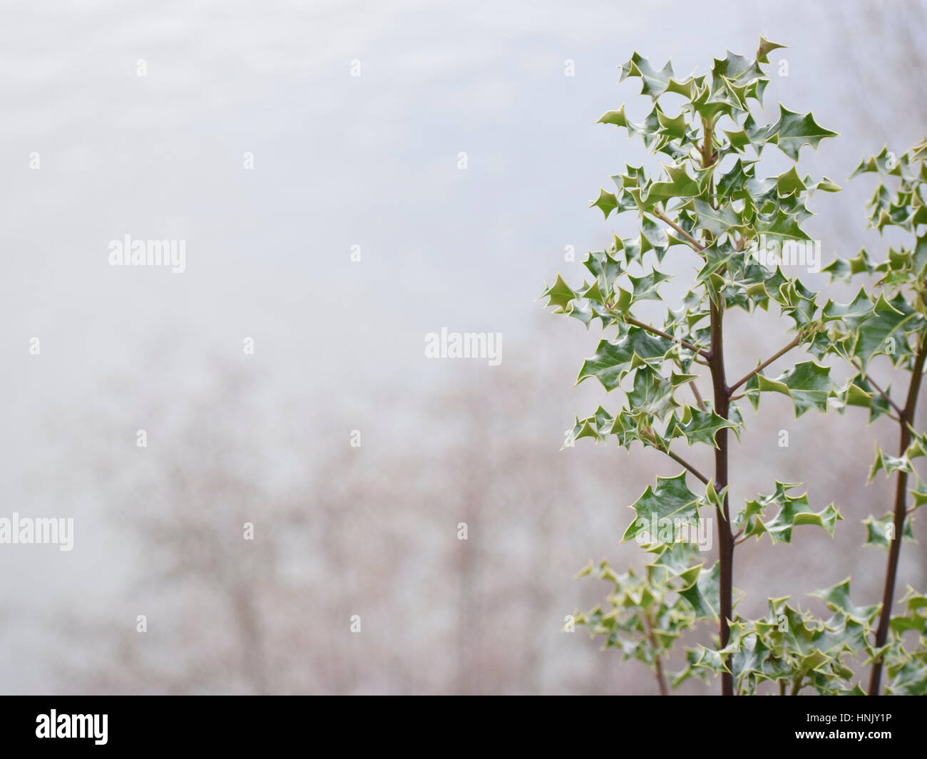 Sharp holly impianto sul bordo di una scogliera Foto Stock