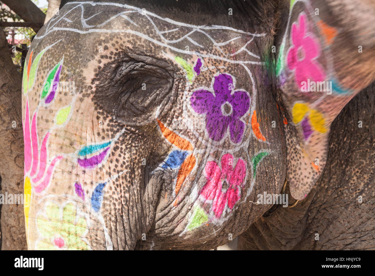 I turisti,folk music,ballo dipinto,decorate,elefanti,a Holi,Molla,colorante elefante gettando,Festival,in Jaipur Rajasthan,l'India,indiana, Asia. Foto Stock