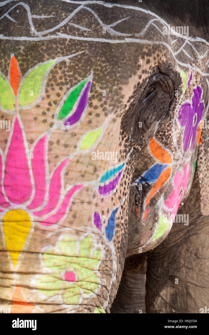 I turisti,folk music,ballo dipinto,decorate,elefanti,a Holi,Molla,colorante elefante gettando,Festival,in Jaipur Rajasthan,l'India,indiana, Asia. Foto Stock