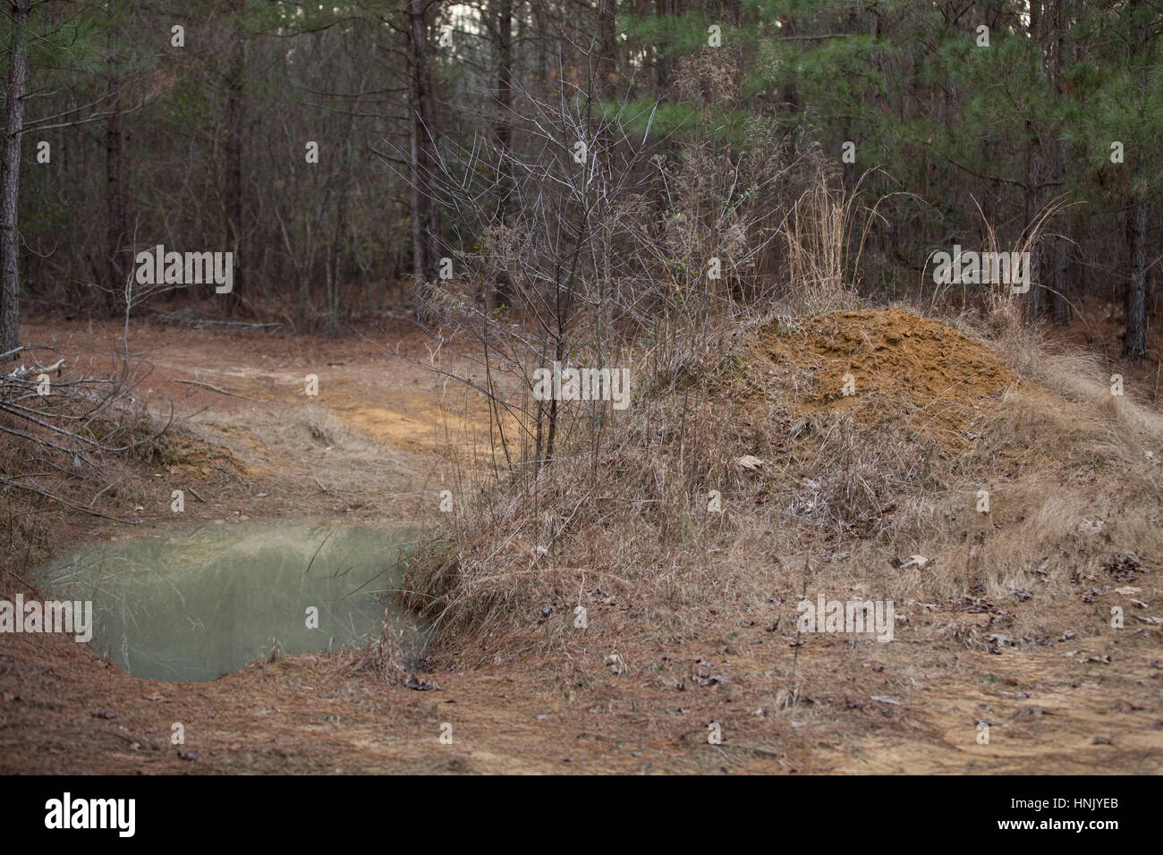 Un foro di fango fuori da un sentiero in Autryville, NC. Foto Stock