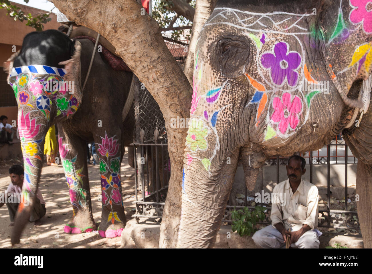 I turisti,folk music,ballo dipinto,decorate,elefanti,a Holi,Molla,colorante elefante gettando,Festival,in Jaipur Rajasthan,l'India,indiana, Asia. Foto Stock