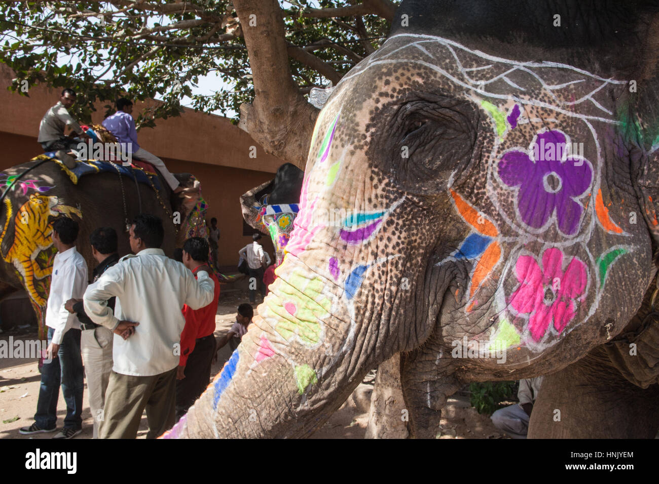I turisti,folk music,ballo dipinto,decorate,elefanti,a Holi,Molla,colorante elefante gettando,Festival,in Jaipur Rajasthan,l'India,indiana, Asia. Foto Stock