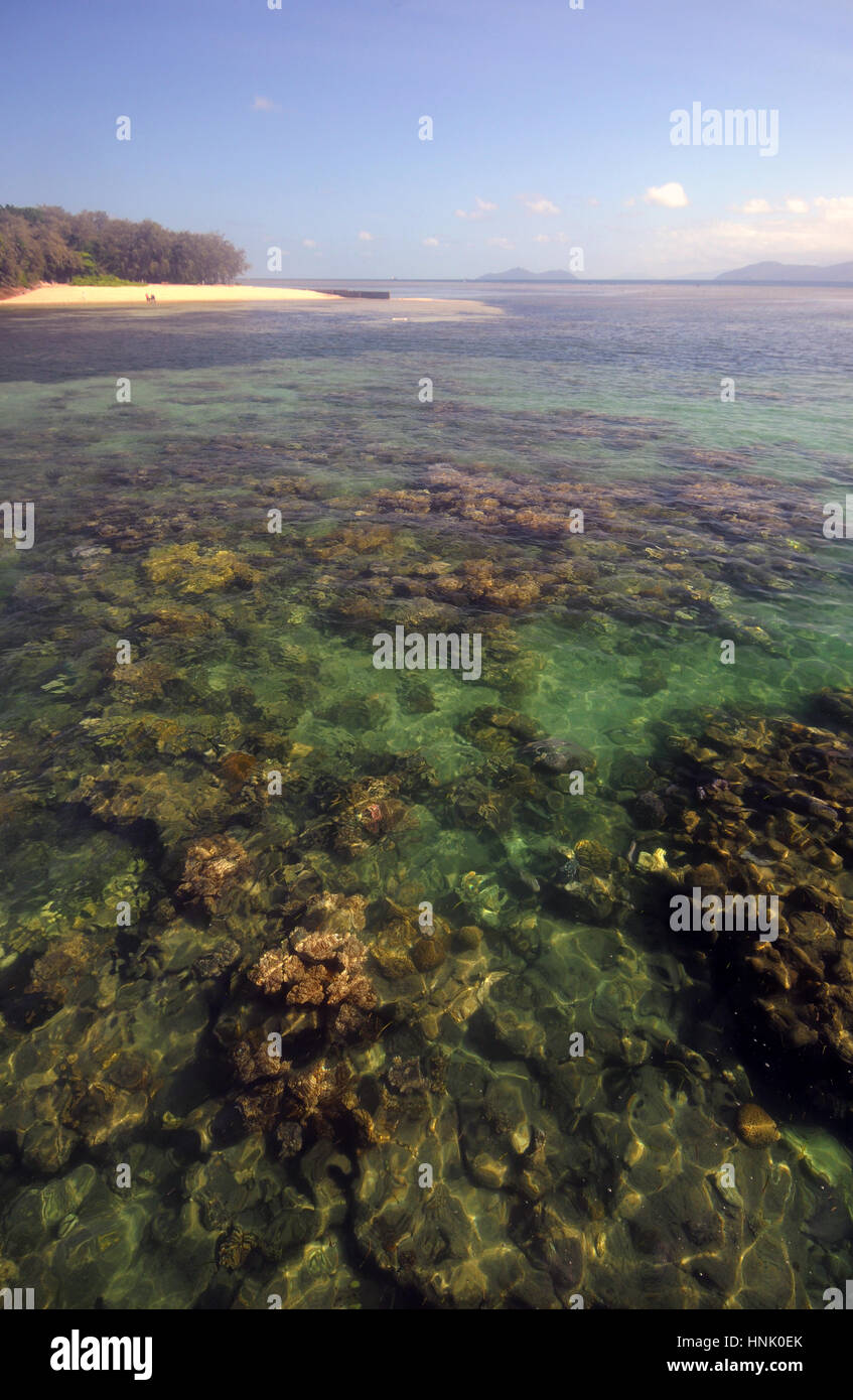 Coralli vicino Isola Verde, Great Barrier Reef Marine Park, vicino a Cairns, Queensland, Australia Foto Stock