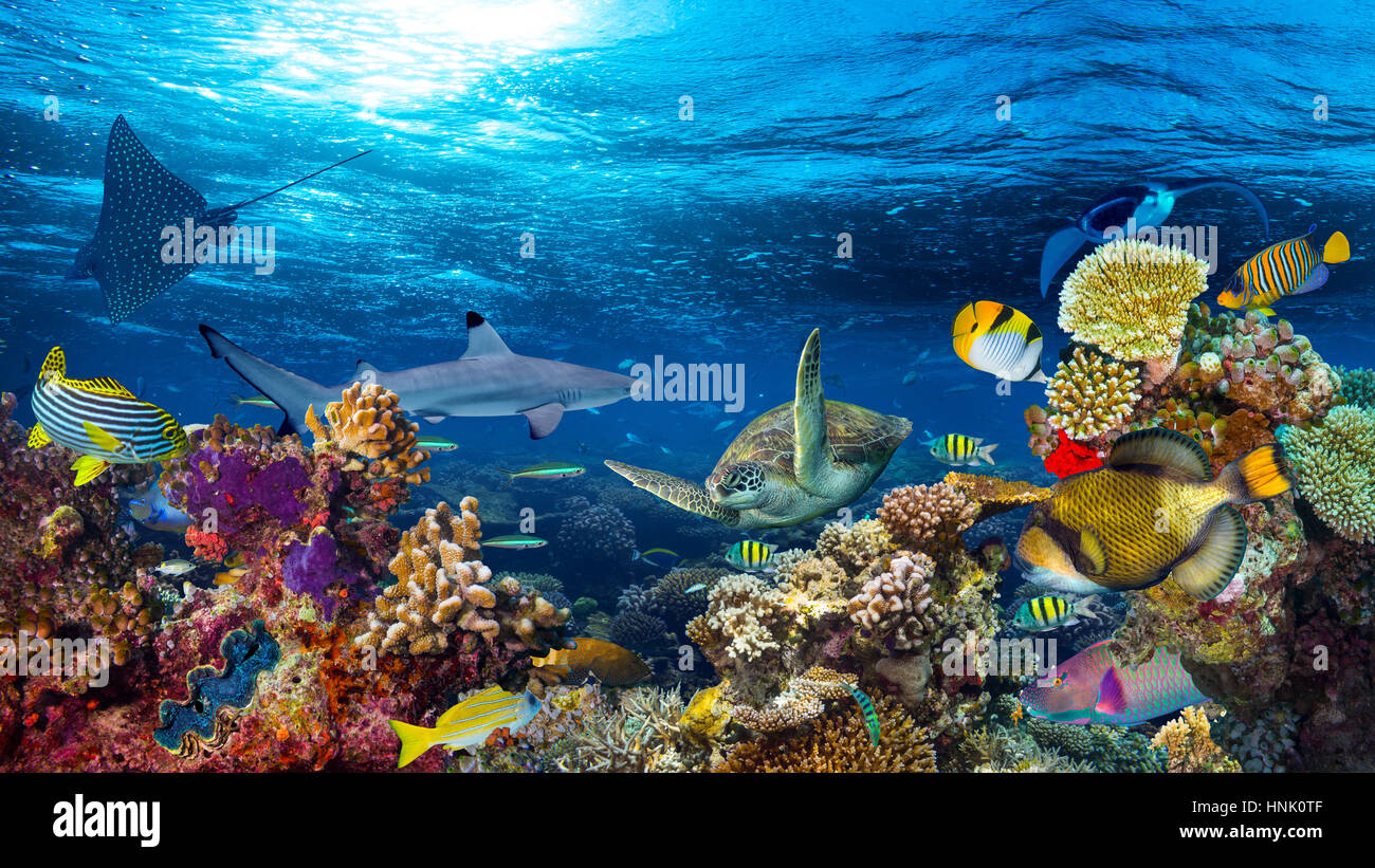Underwater Coral reef paesaggio 16a9 background nel profondo blu oceano con pesci colorati e vita marina Foto Stock