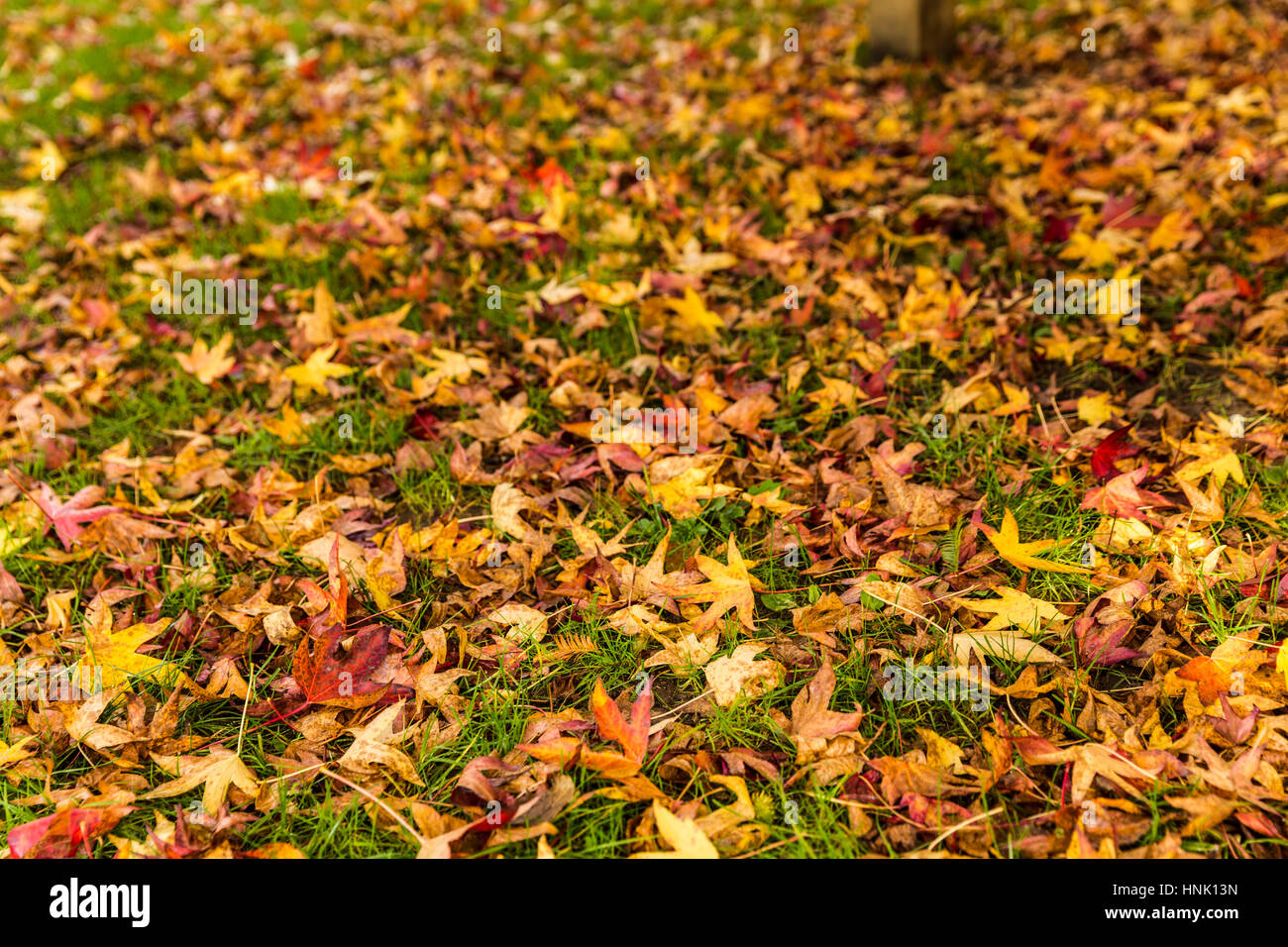 Prato coperto con foglie. Isabella Plantation, Richmond Park. Londra, Regno Unito Foto Stock