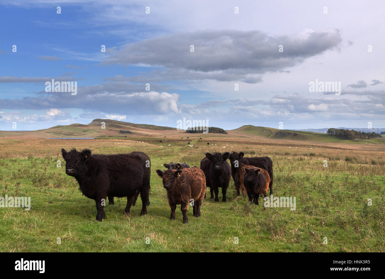 Il bestiame a fianco del The Pennine Way, un po' a nord del Muro di Adriano a Rapishaw Gap - tra Hotbank balze e Cuddy's Crags Foto Stock
