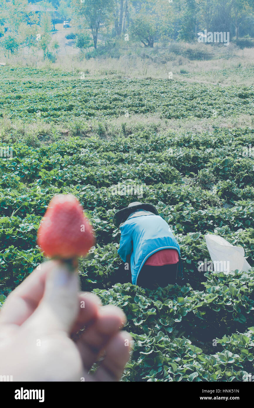 Mi mostra di fragole fresche nella mia mano alla fattoria originale Foto Stock