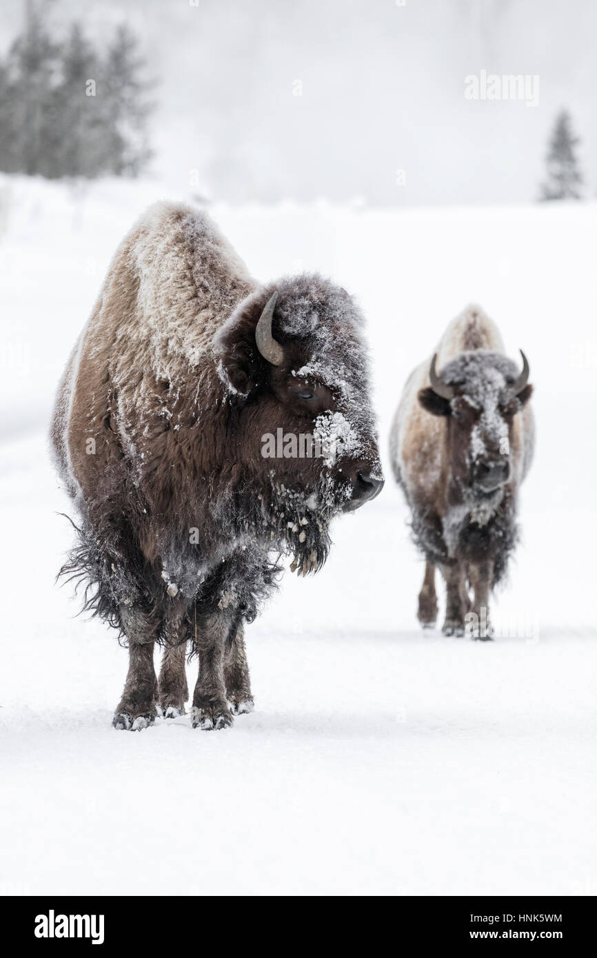 Bisonte americano Foto Stock