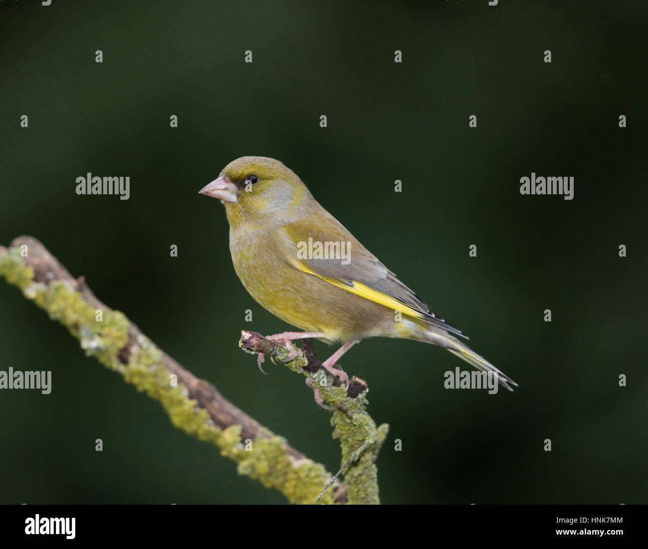 Verdone, (carduelis chloris), su un lichene ramo coperto in inverno,Galles,2017 Foto Stock