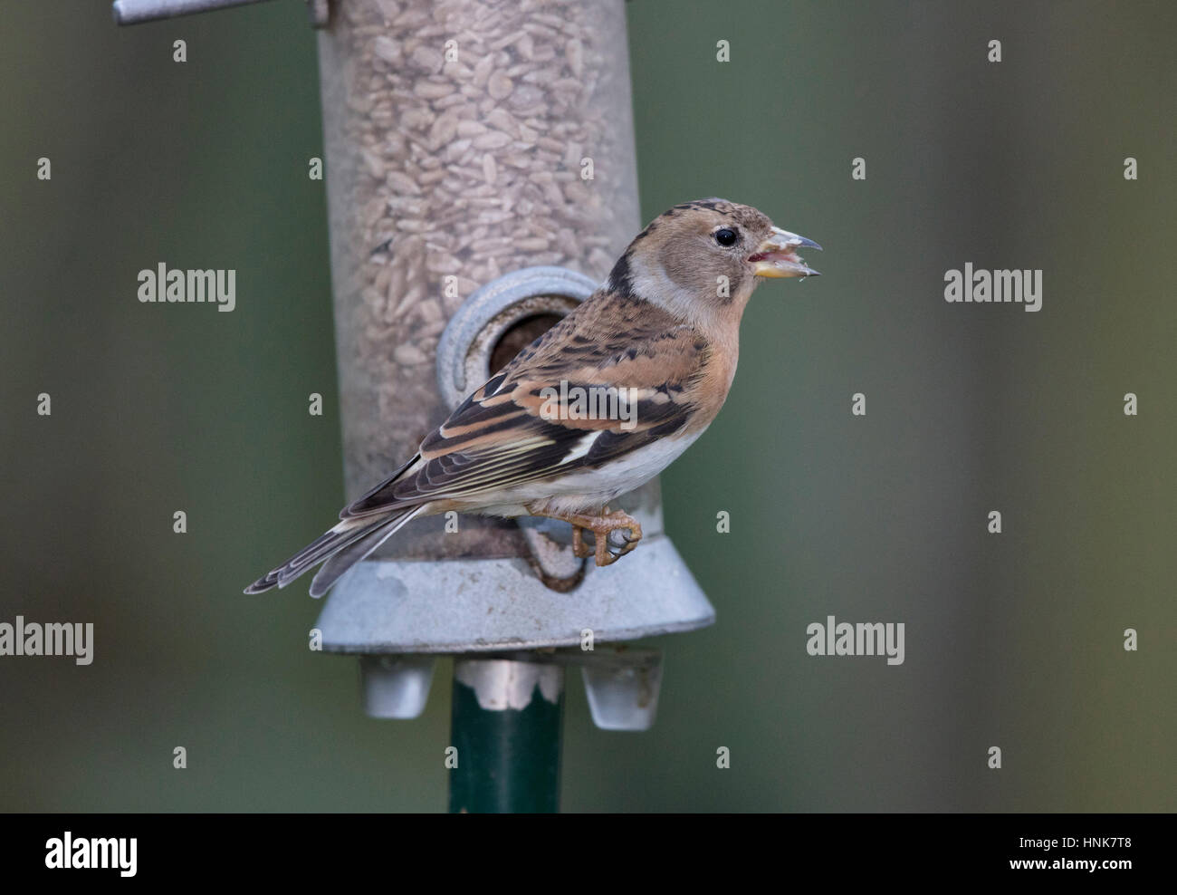 Brambling, (Fringilla montifringilla), su un alimentatore da giardino Foto Stock