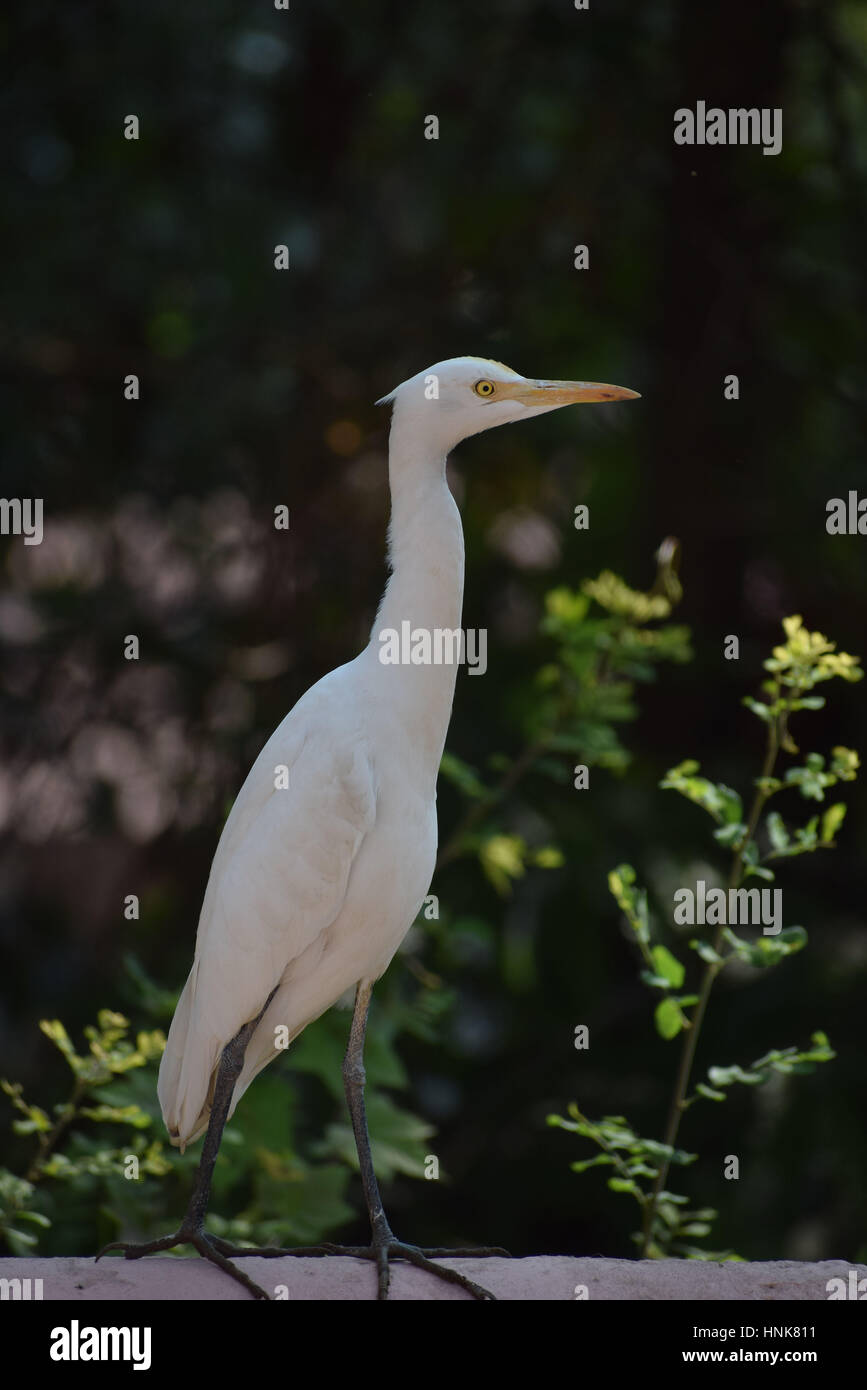 Ci sono 19 specie di cicogne di cui 9 specie si trovano in India. Essi sono gli uccelli migratori. Si tratta di un carnivoro bird. Foto Stock