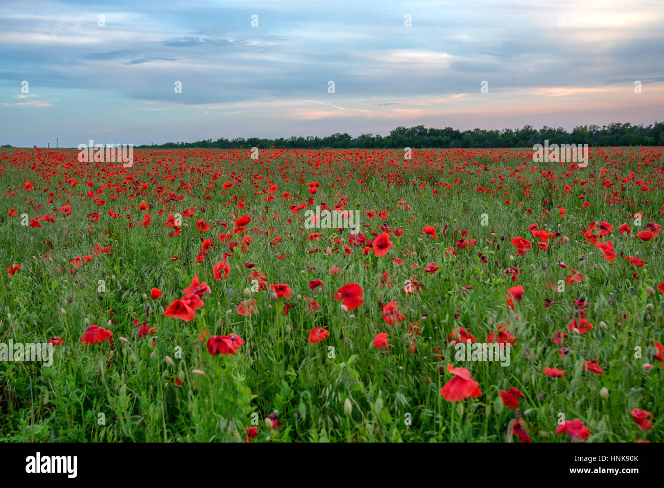 Vista panoramica con campo di papavero e drammatico cielo blu Foto Stock
