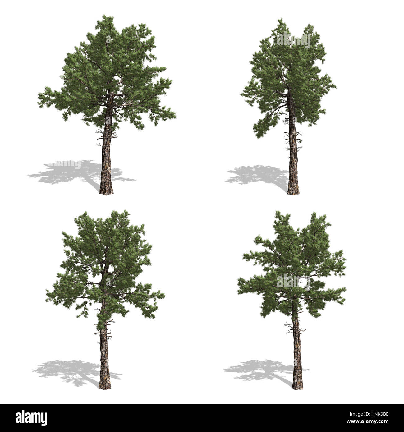 Gli alberi di pino, isolati su sfondo bianco. Foto Stock