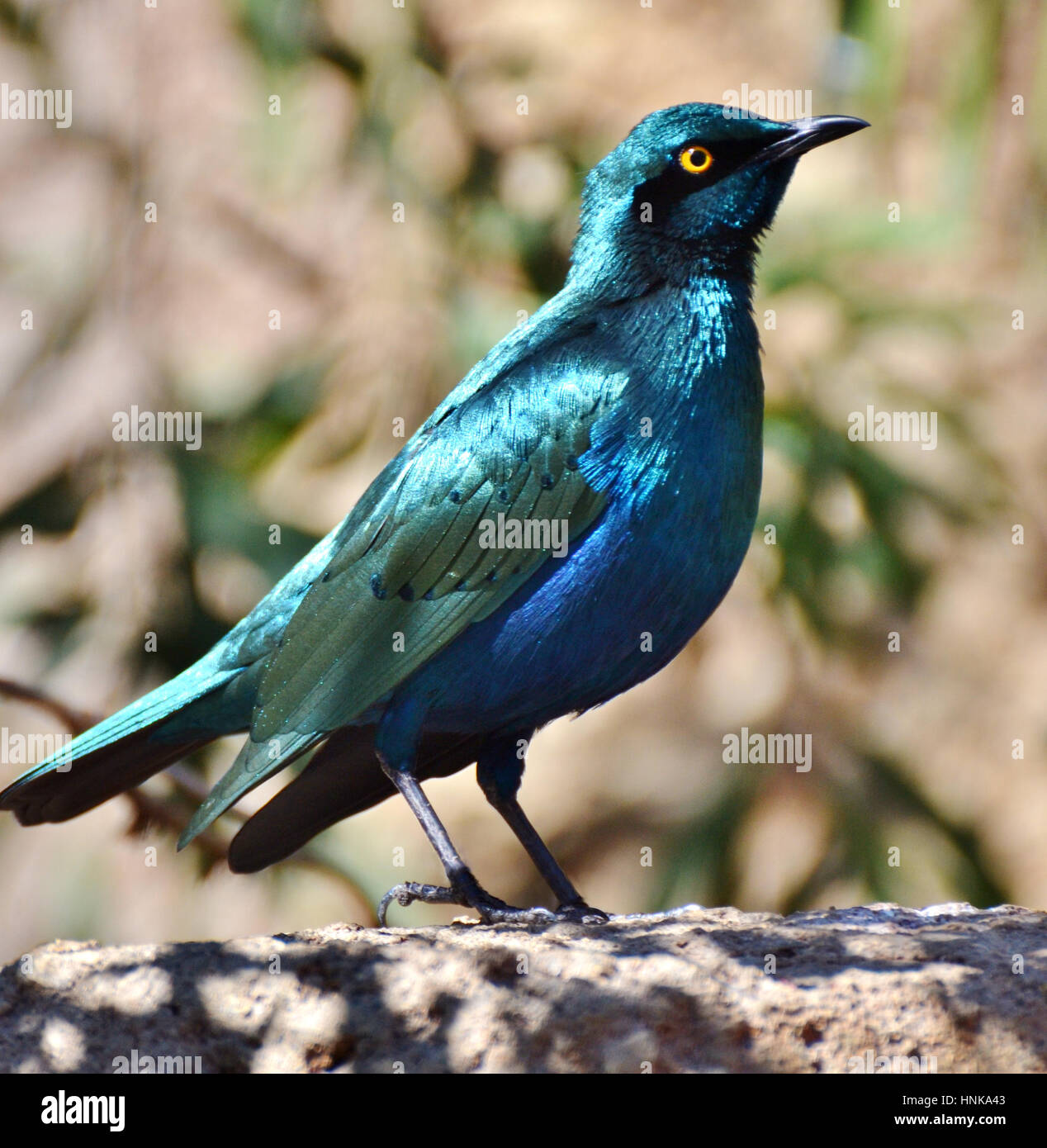 Il Capo di starling o Cape glossy starling (Lamprotornis nitens) è un iridato blue bird trovati in Africa australe Foto Stock