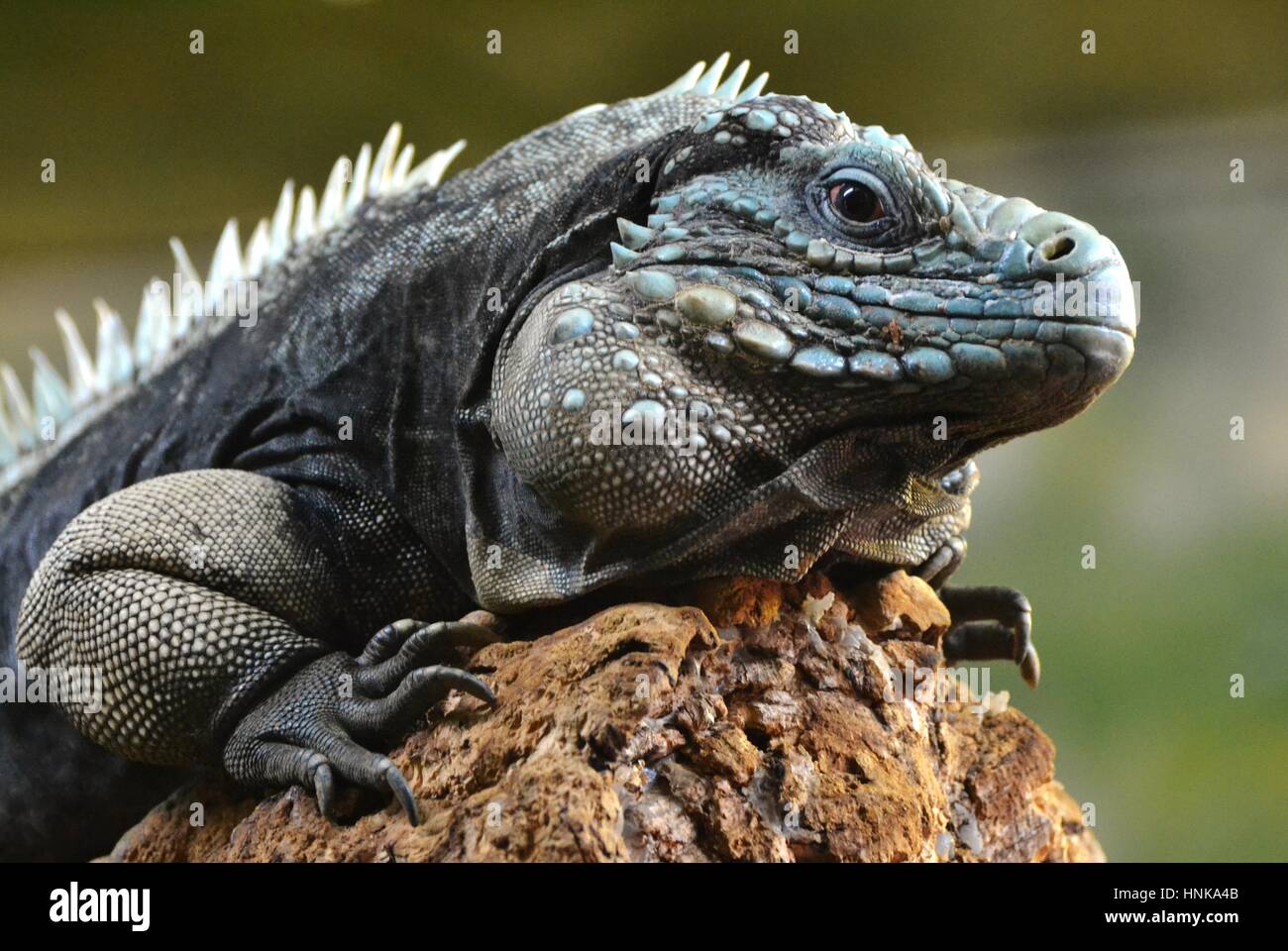 Il blue iguana (Cyclura lewisi), noto anche come il Grand Cayman iguana, Grand Cayman blue iguana o Isola Cayman blue iguana Foto Stock