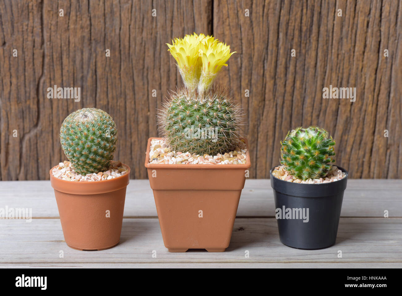 Close up cactus fresco in vaso Foto Stock