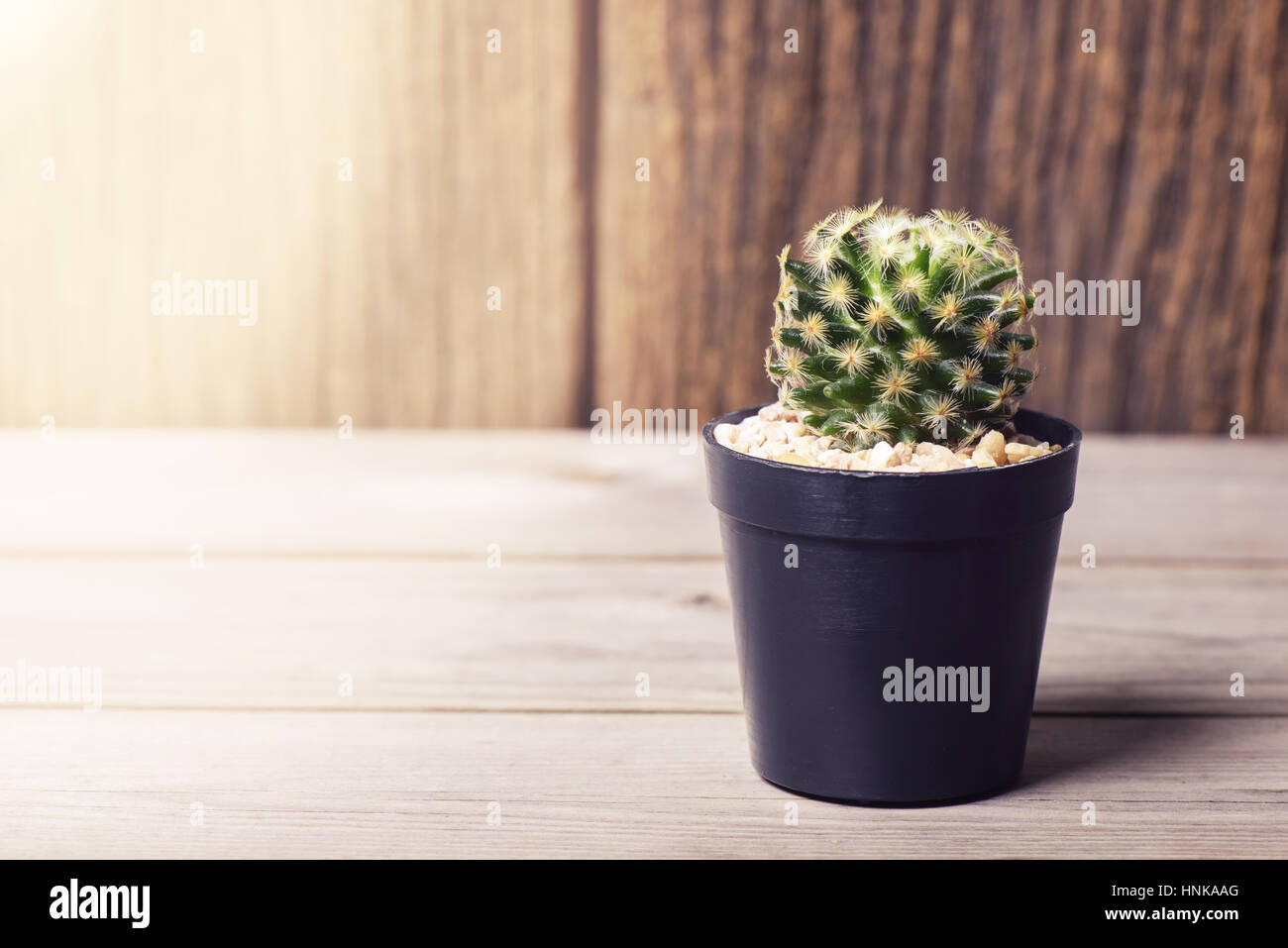 Close up cactus fresco in vaso Foto Stock