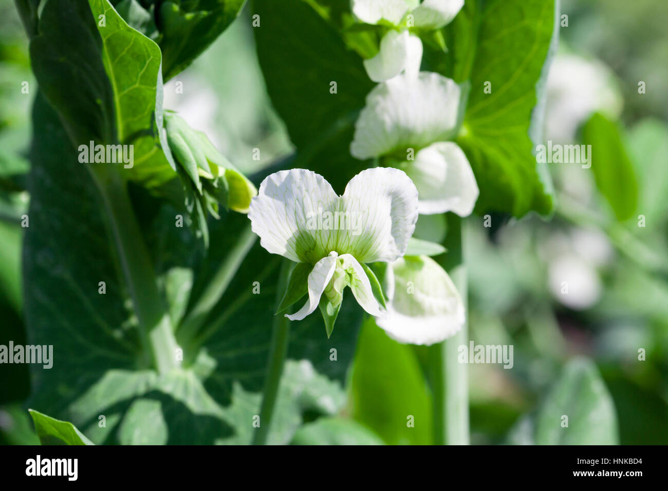 Fiore bianco pisello Foto Stock