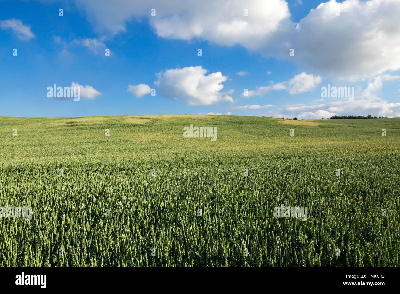 Settore dei cereali Foto Stock