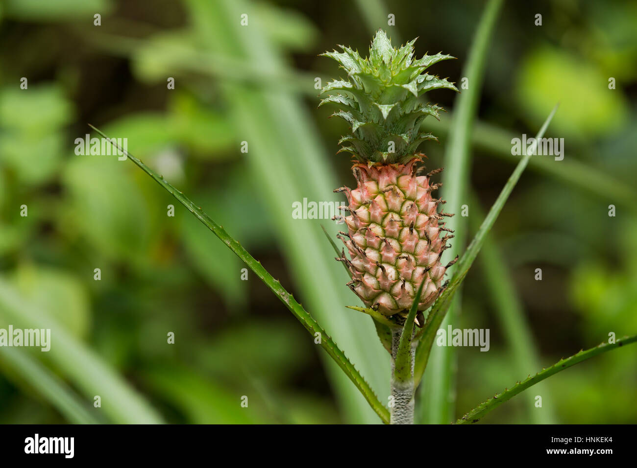 Little Baby ananas Foto Stock