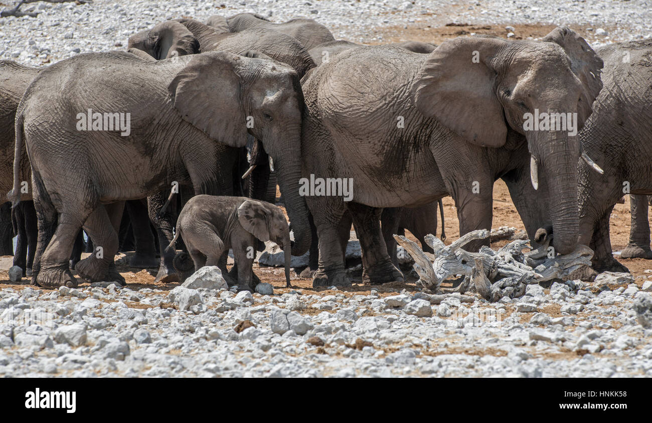Elefante: Loxodonta africana. Con il bambino Foto Stock
