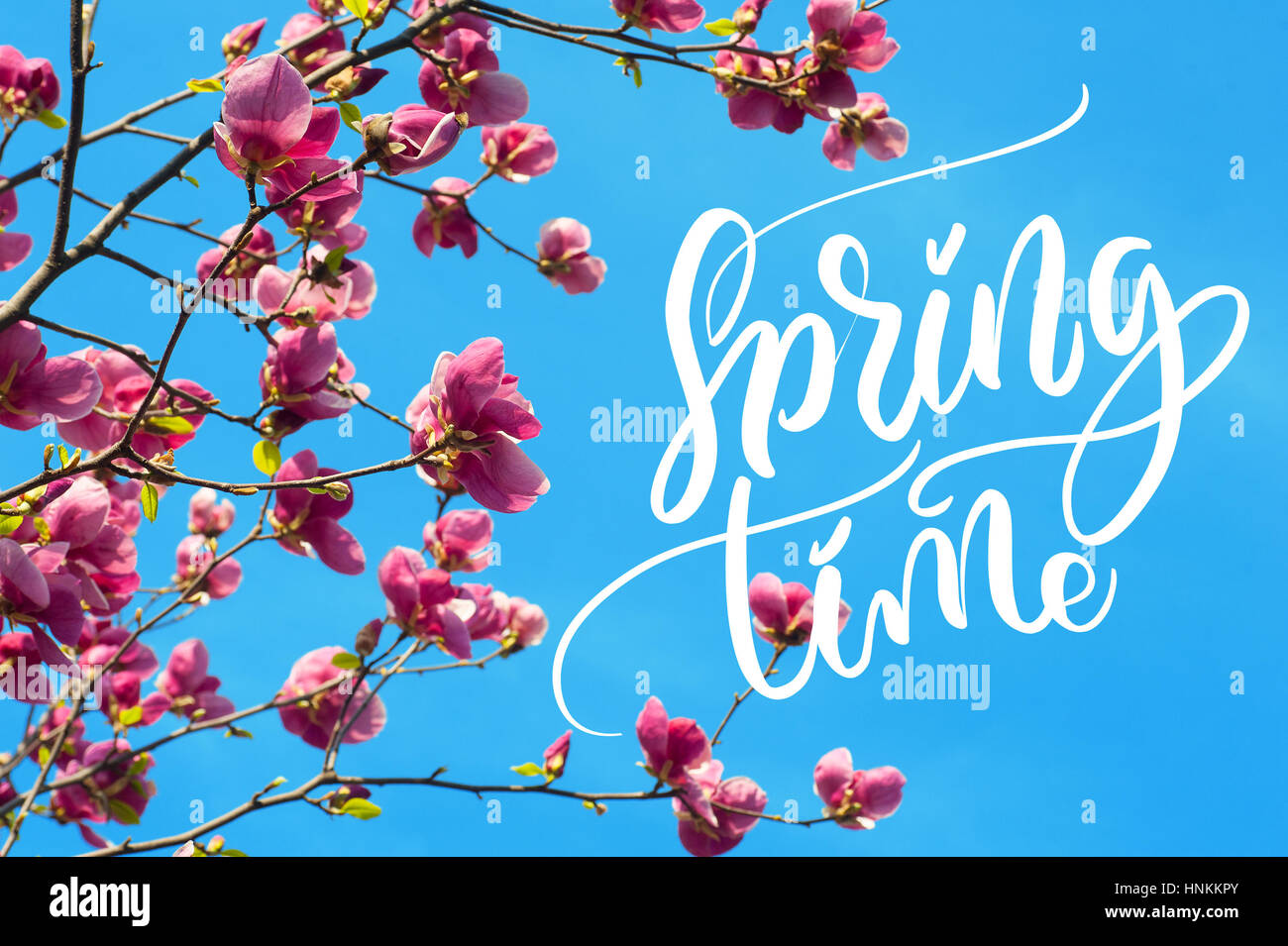 Immagine della fioritura magnolia fiori in primavera e parole il tempo primaverile. Calligraphy lettering Foto Stock