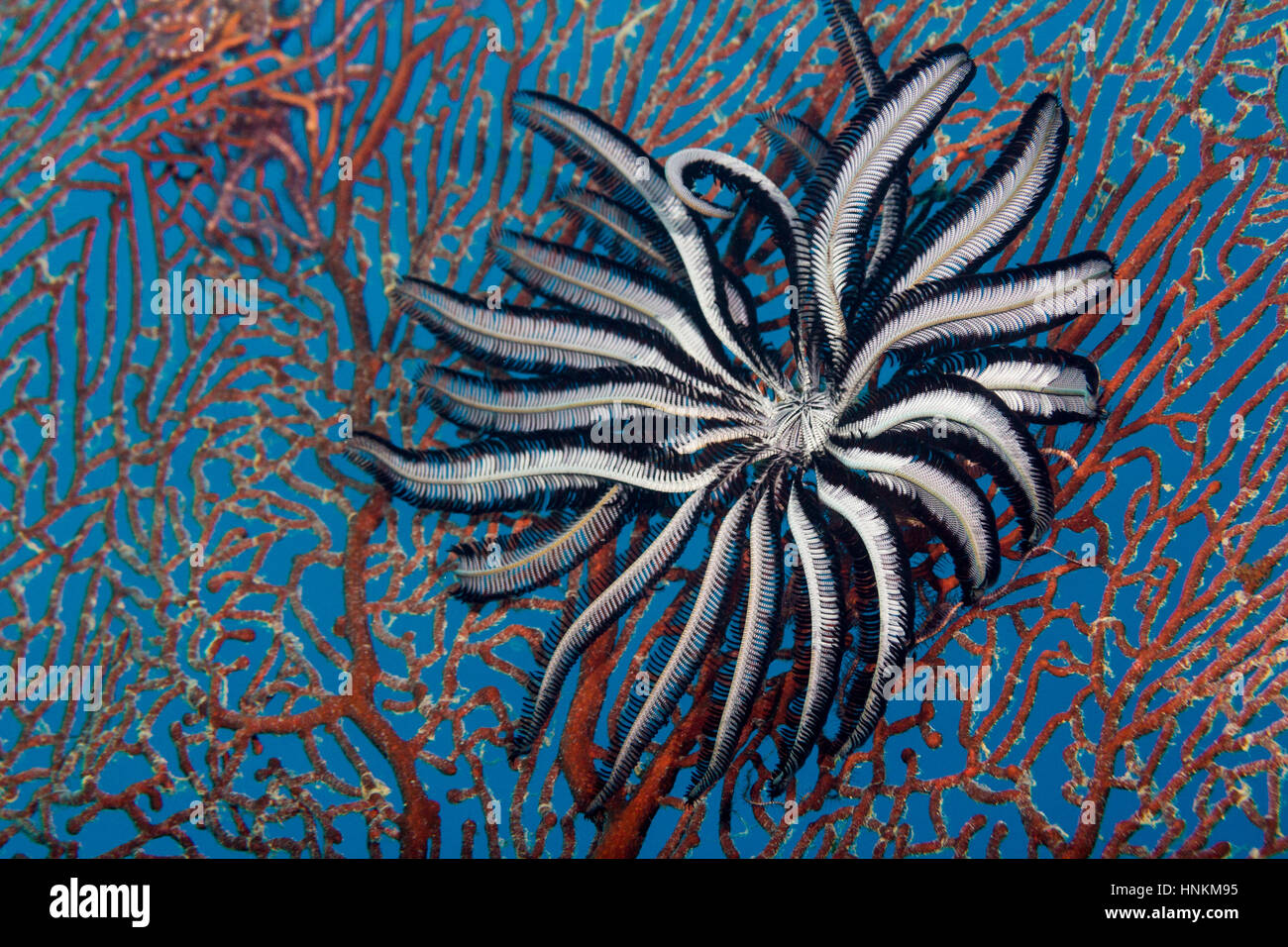 Feather Star (Crinoidea) alimentazione su una gorgonia, della Grande Barriera Corallina, Queensland, Australia Foto Stock