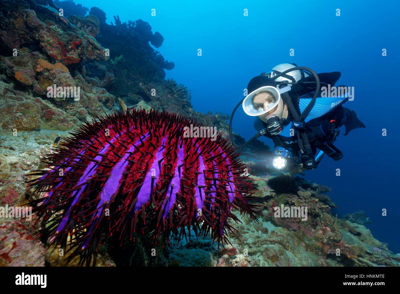 Subacqueo, la corona di spine starfish (Acanthaster planci) Oceano Indiano, Maldive Foto Stock