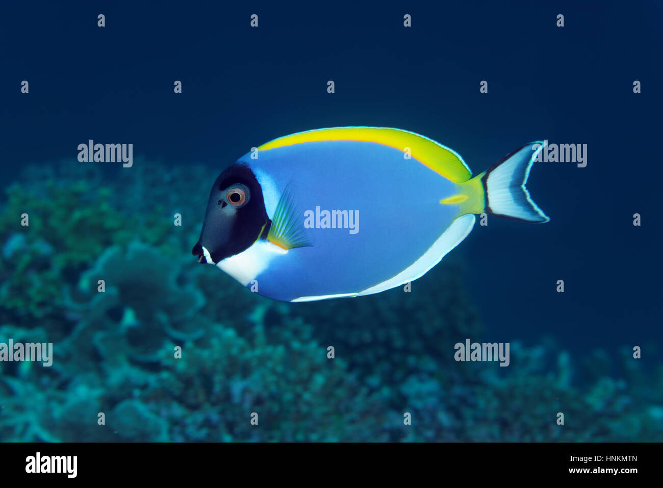 Blu polvere tang (Acanthurus leucosternon), Oceano Indiano, Maldive Foto Stock