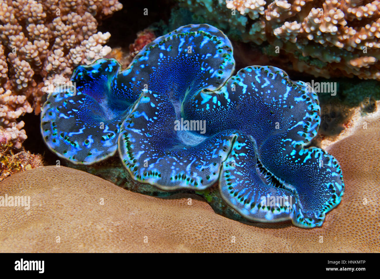 Maxima clam (Tridacna maxima) Oceano Indiano, Maldive Foto Stock