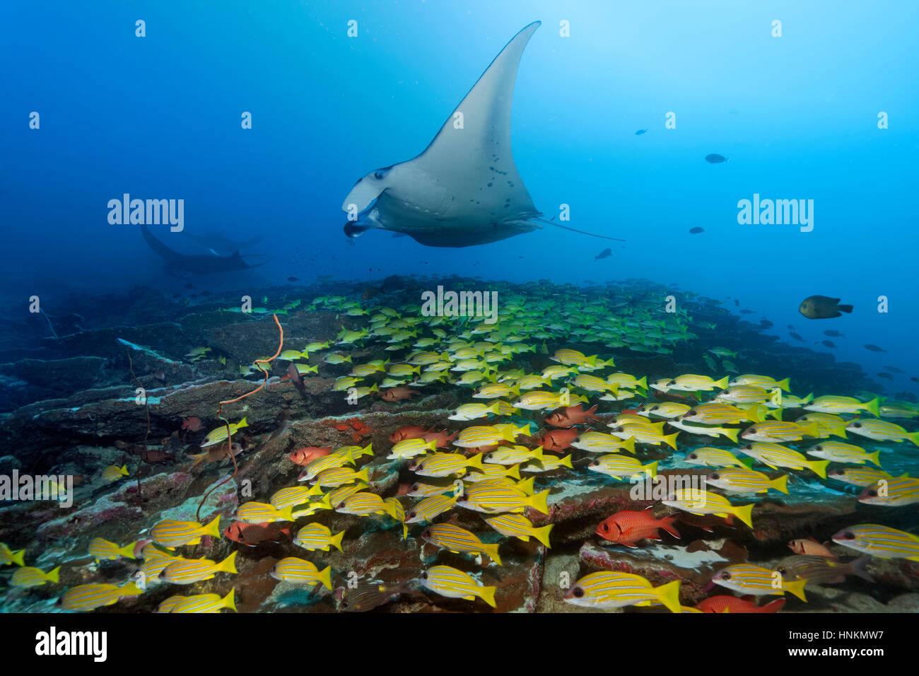 Bluestripe snapper (Lutjanus kasmira), Reef manta ray (Manta alfredi), Oceano Indiano, Maldive Foto Stock