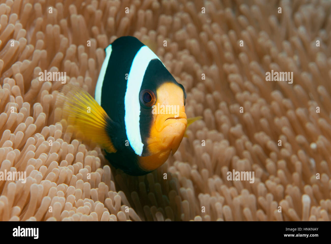 Clark (Anemonefish Amphiprion clarkii), Oceano Indiano, Maldive Foto Stock