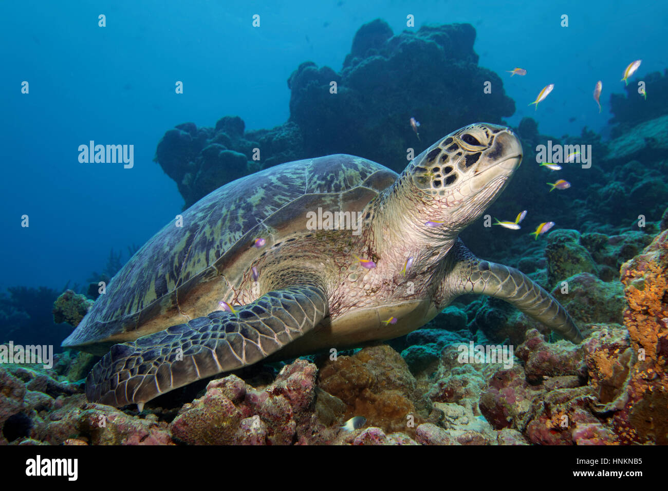 Tartaruga Verde (Chelonia Mydas) in seduta Coral reef, Oceano Indiano, Maldive Foto Stock