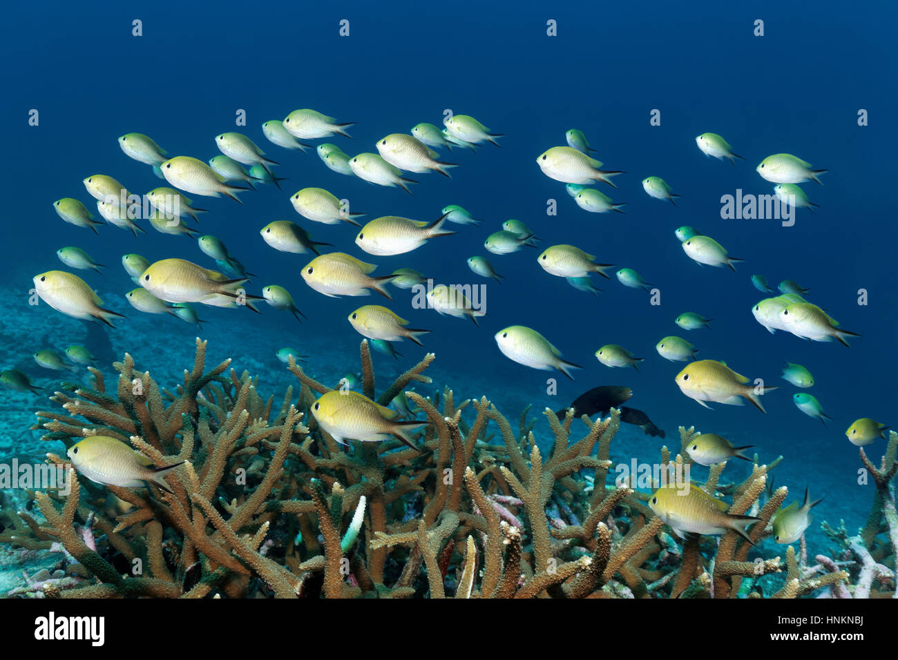 Sciame di Ambon (Chromis chromis amboinensis) Oceano Indiano, Maldive Foto Stock