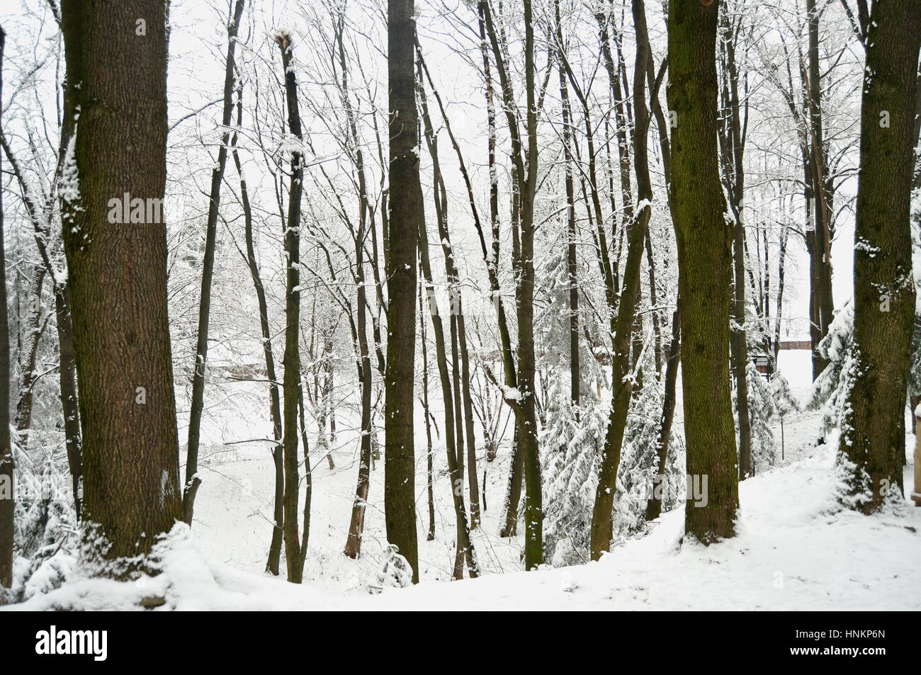 Snowbound foresta invernale nella cortina di nubi. Incantevole paesaggio invernale. Foto Stock