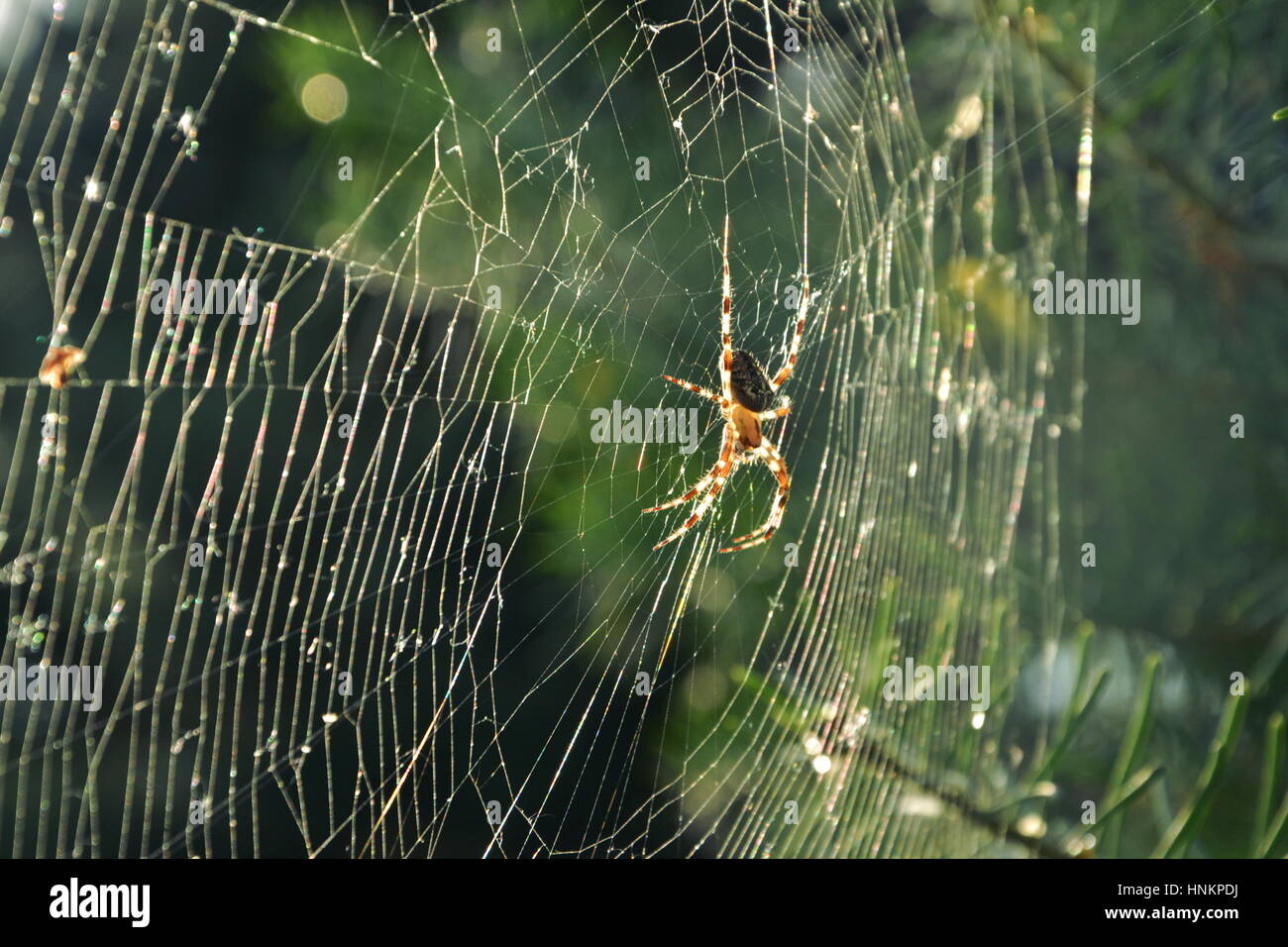 Ragni scatti fuori nella foresta Foto Stock