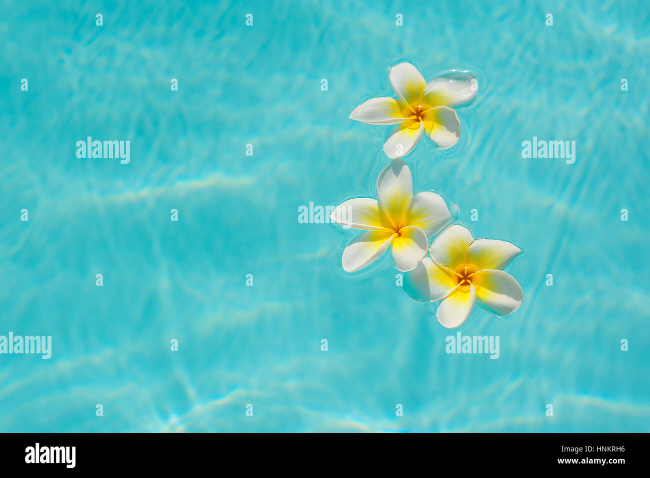 Tre Bianco fiore di frangipani sull'acqua in piscina Foto Stock
