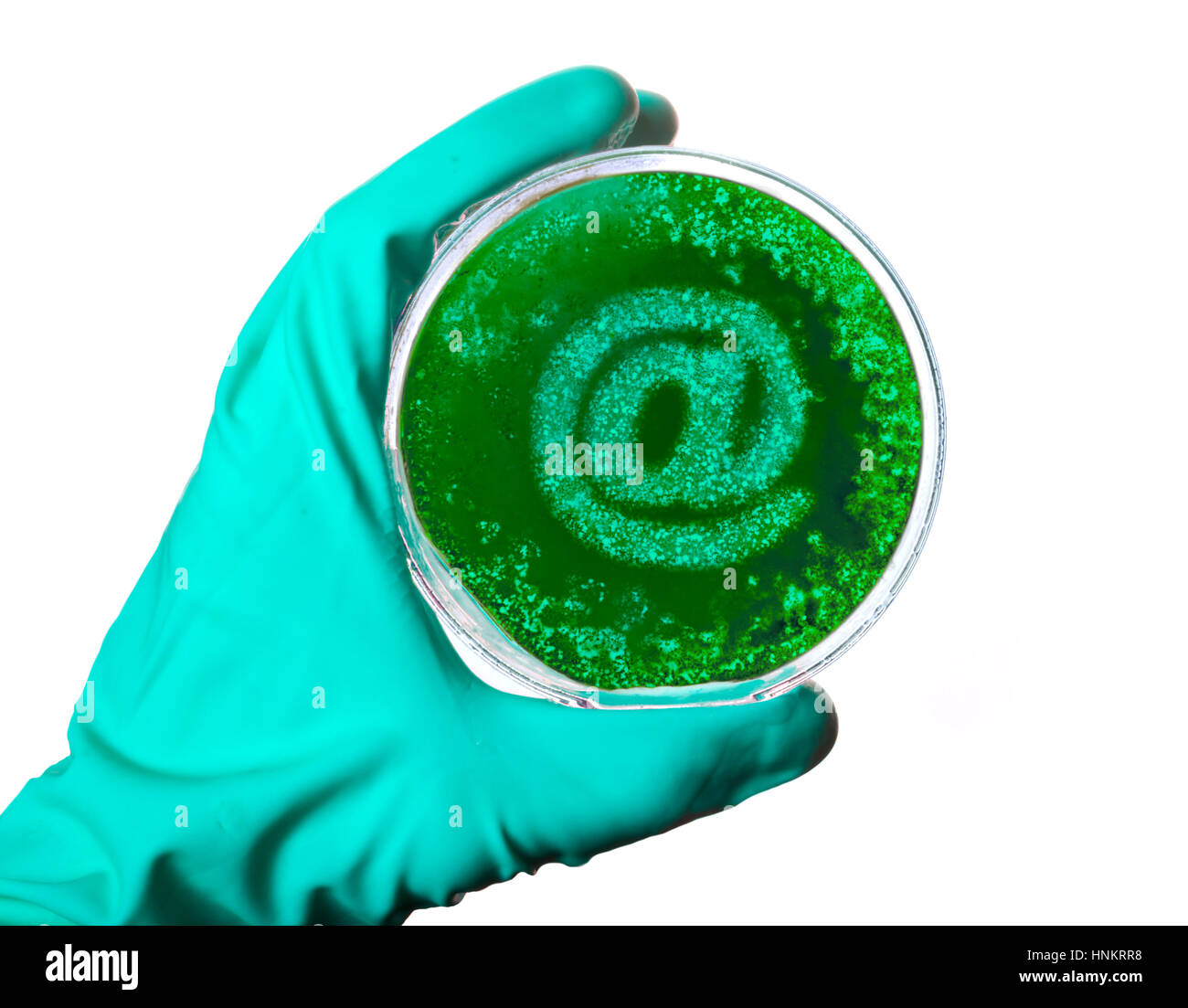 Uno scienziato tenendo una piastra petri con germi nella forma di un simbolo a.(serie) Foto Stock