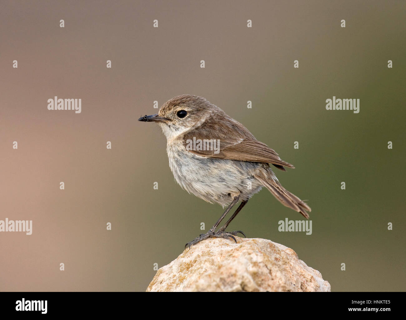 Isole Canarie Stonechat - Saxicola dacotiae - femmina Foto Stock