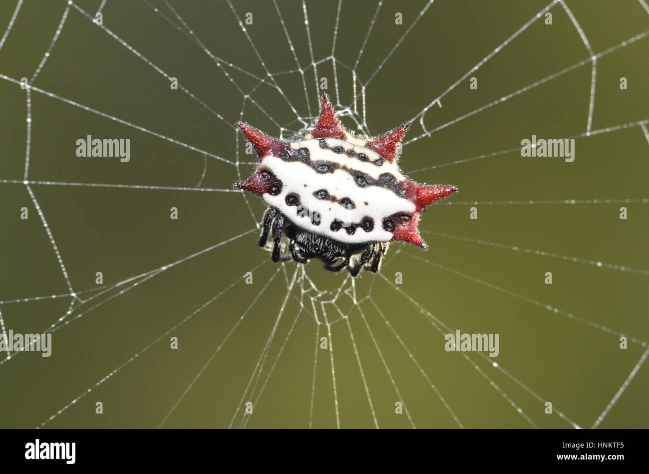 Spinosa-backed Orbweaver - Gasteracantha elipsoides cancriformis Foto Stock