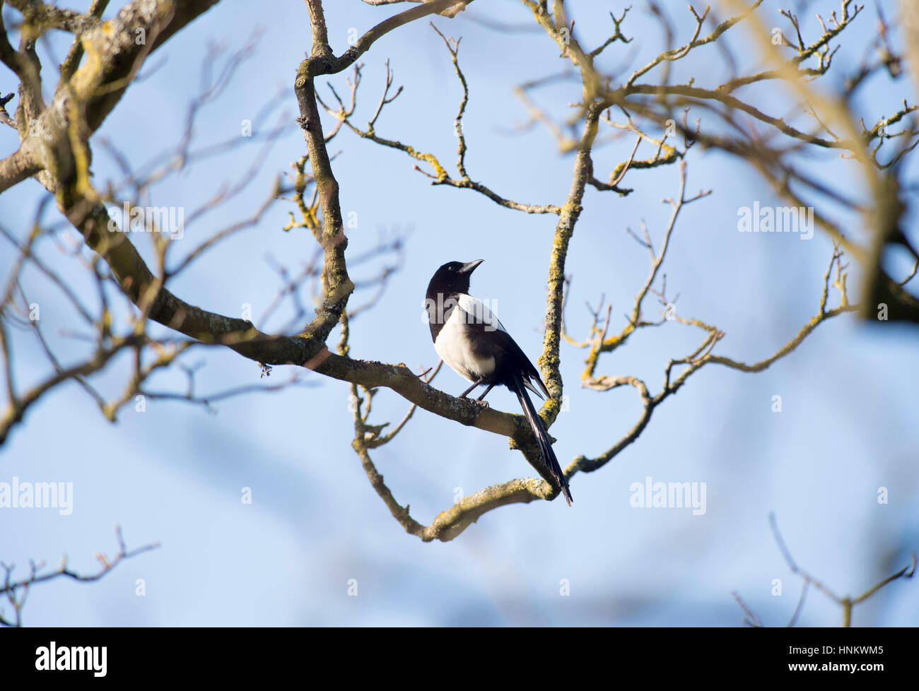 British bird Gazza - Pica pica su un ramo di un albero nel parco. Foto Stock