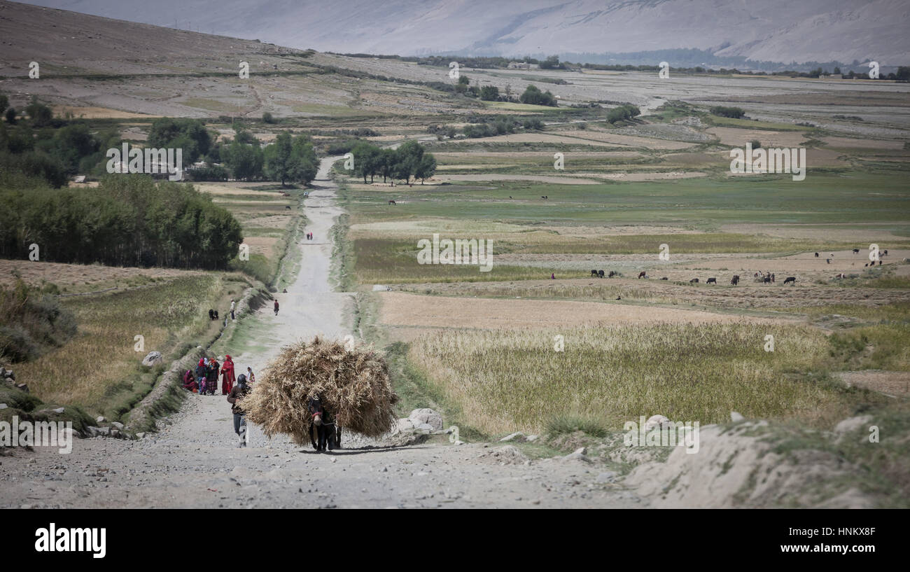 Afghanistan, Wakhan corridor, asino fieno di trasporto per il foraggio invernale nella valle guidato da un contadino e la sua famiglia, camminando sulla strada ruvida. Foto Stock