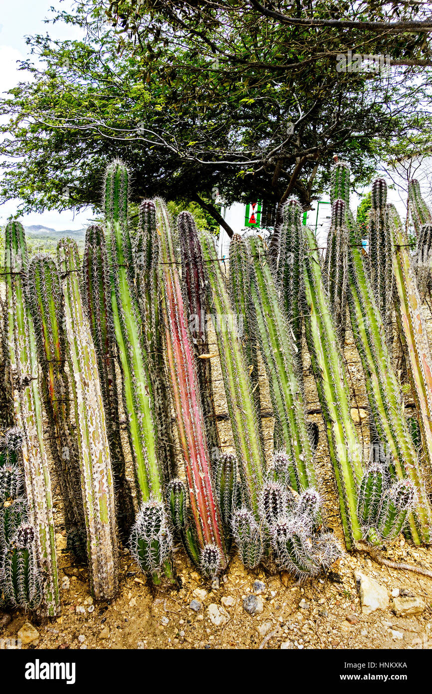 Cactus scherma Bonaire Dutch West Indies Foto Stock