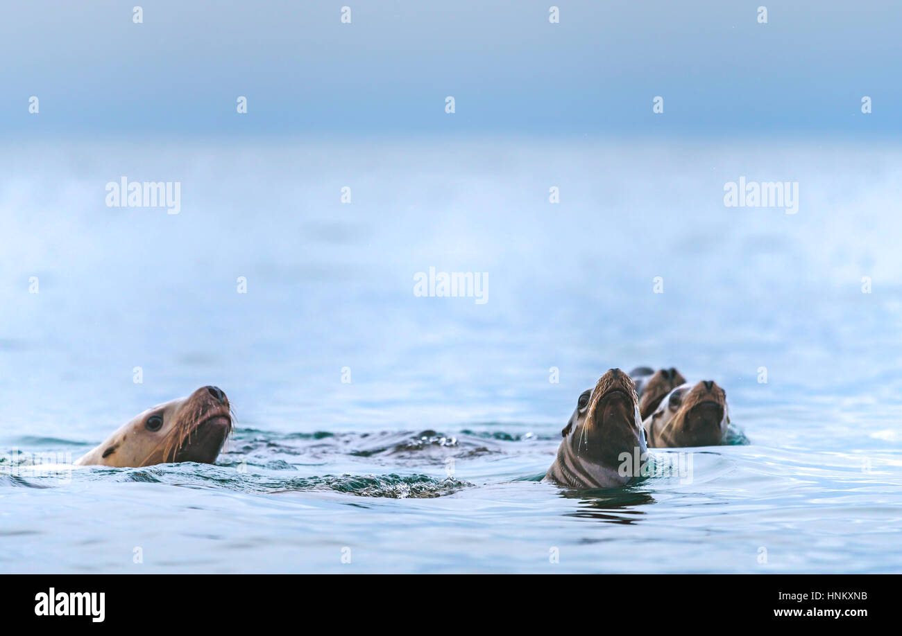 Gruppo di leoni di mare a caccia di pesce Foto Stock