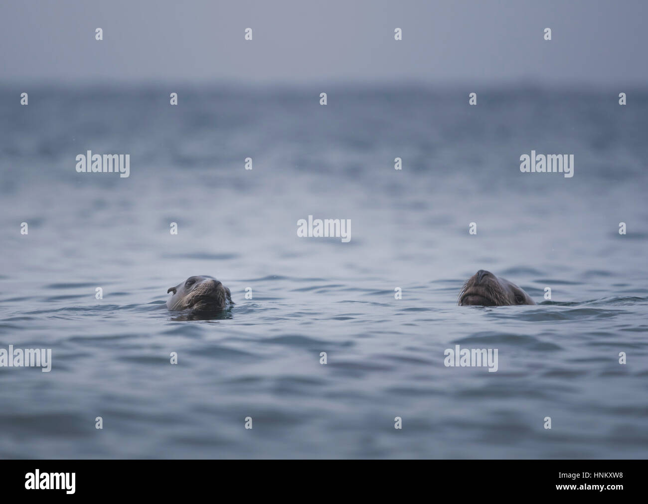 Gruppo di leoni di mare a caccia di pesce Foto Stock