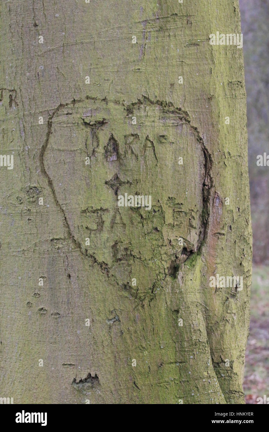 Cuore e nomi scolpiti nel tronco di un albero, Tara e Jamie Foto Stock