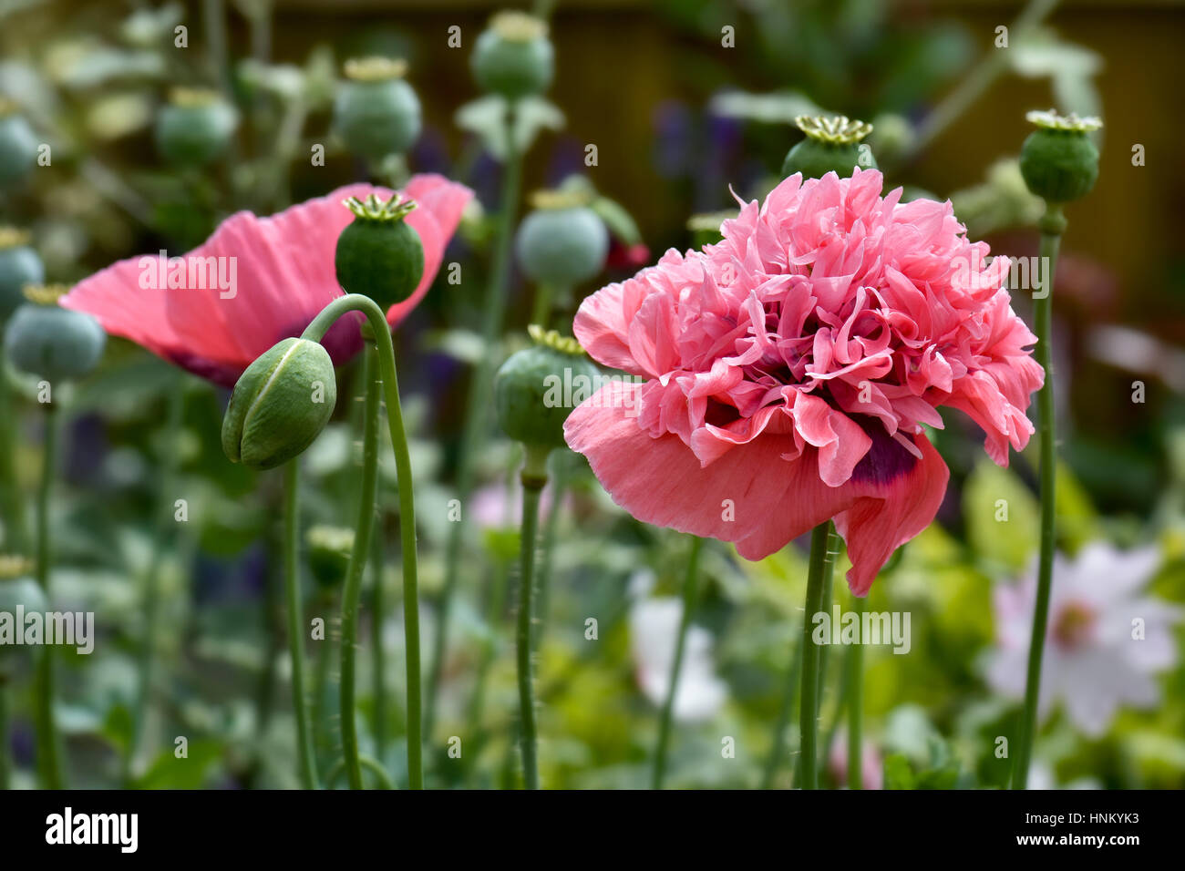 Fiori di papavero orientali giganti a testa tripla in rosa (papaver oreiente) con germogli e teste di seme Foto Stock