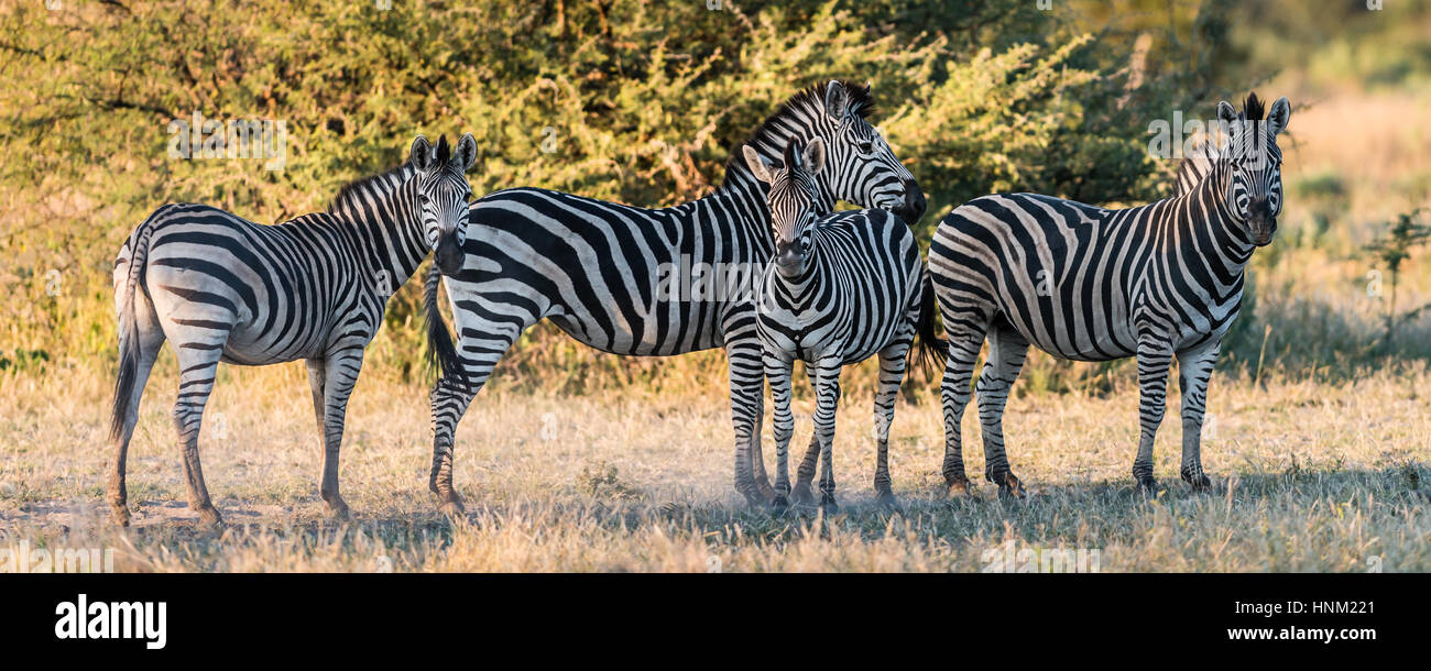 Un gruppo di Zebra in Botswana Foto Stock